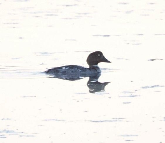 Common Goldeneye - ML618871129