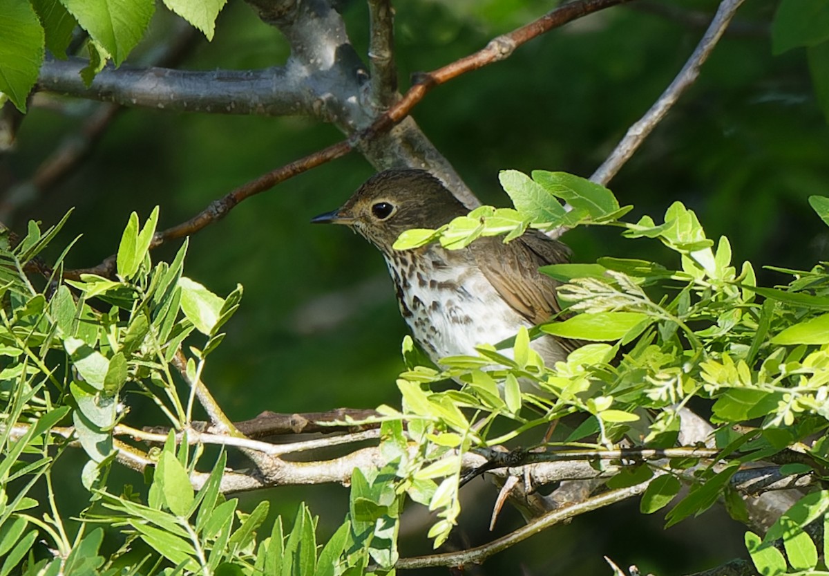 Swainson's Thrush - Garold Sneegas