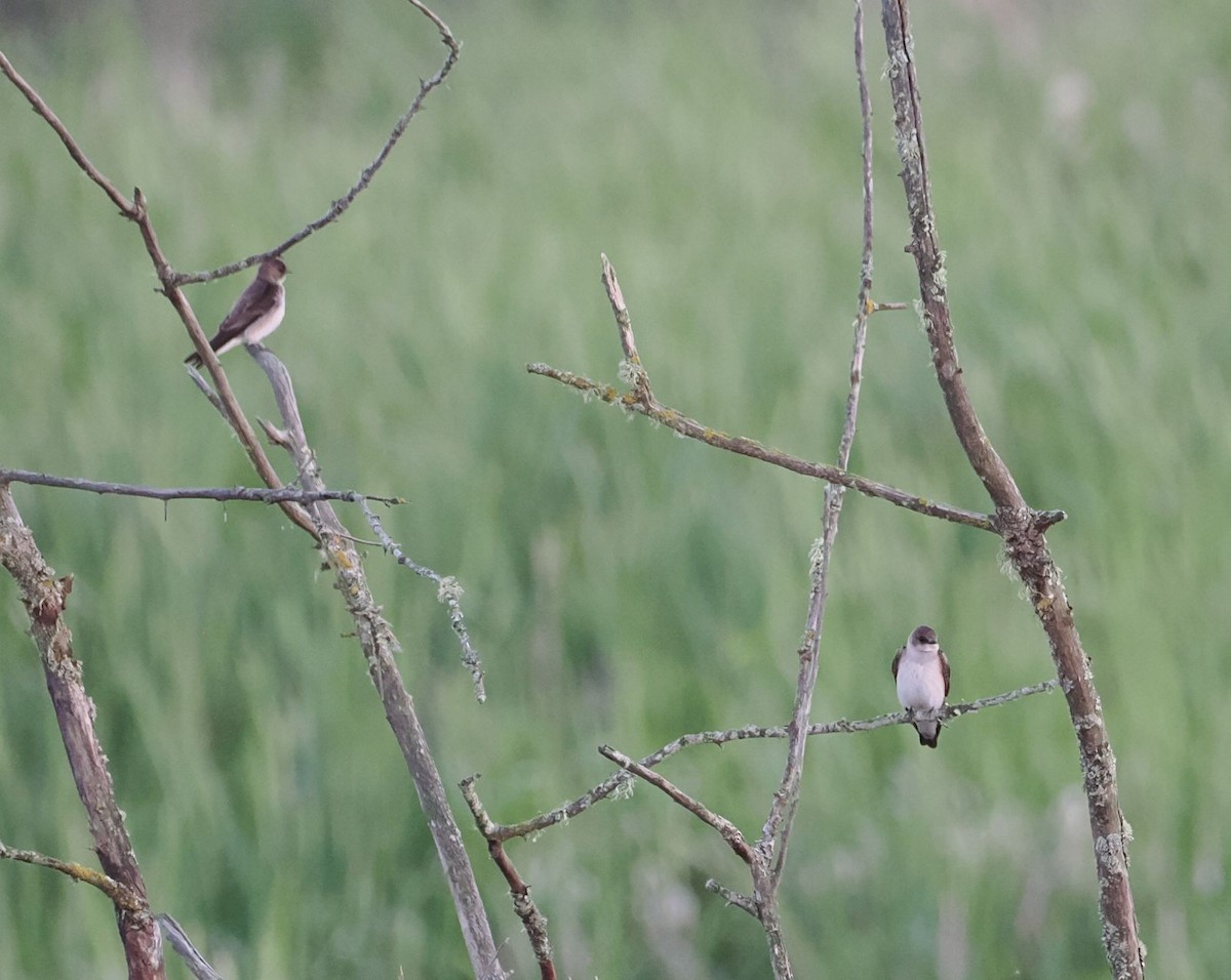 Northern Rough-winged Swallow - ML618871138