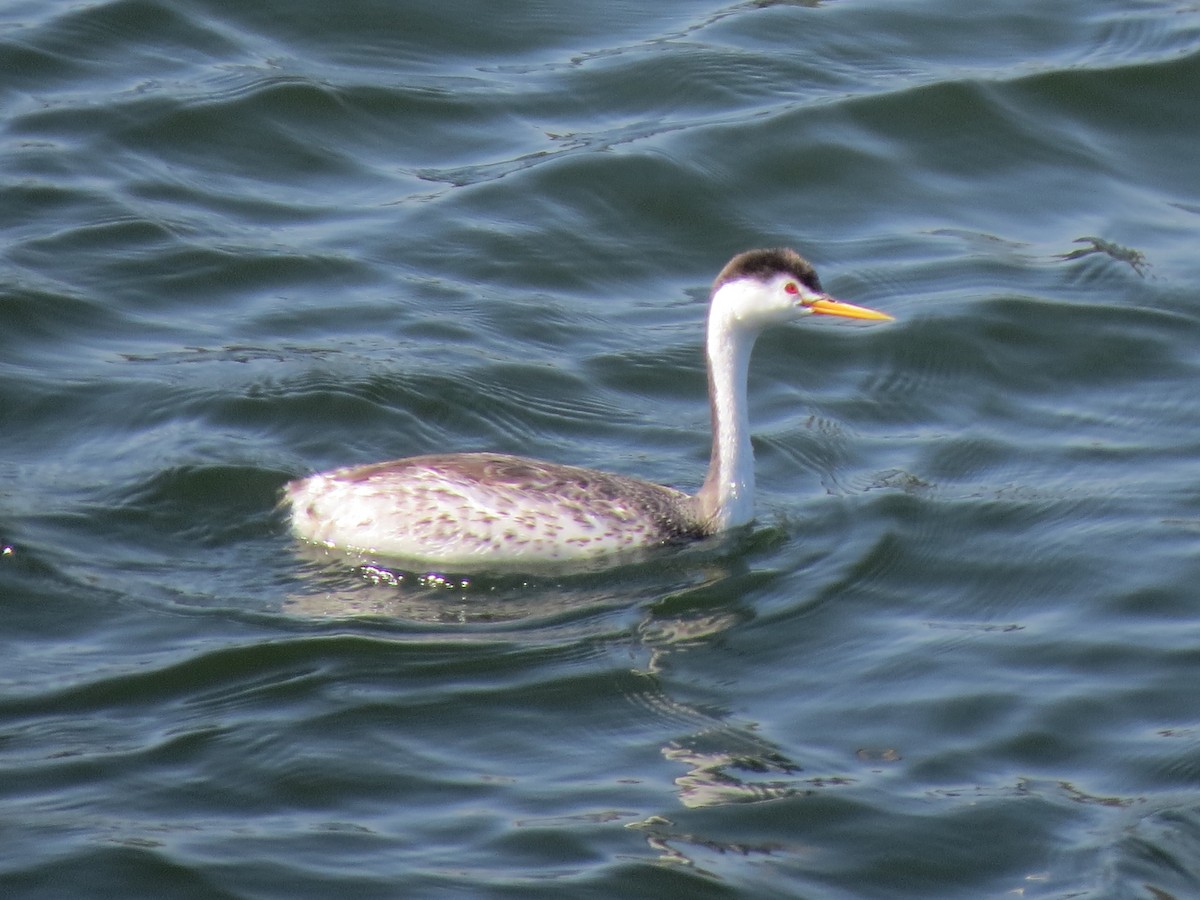 Clark's Grebe - ML618871140