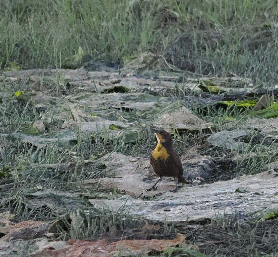 Yellow-headed Blackbird - ML618871142