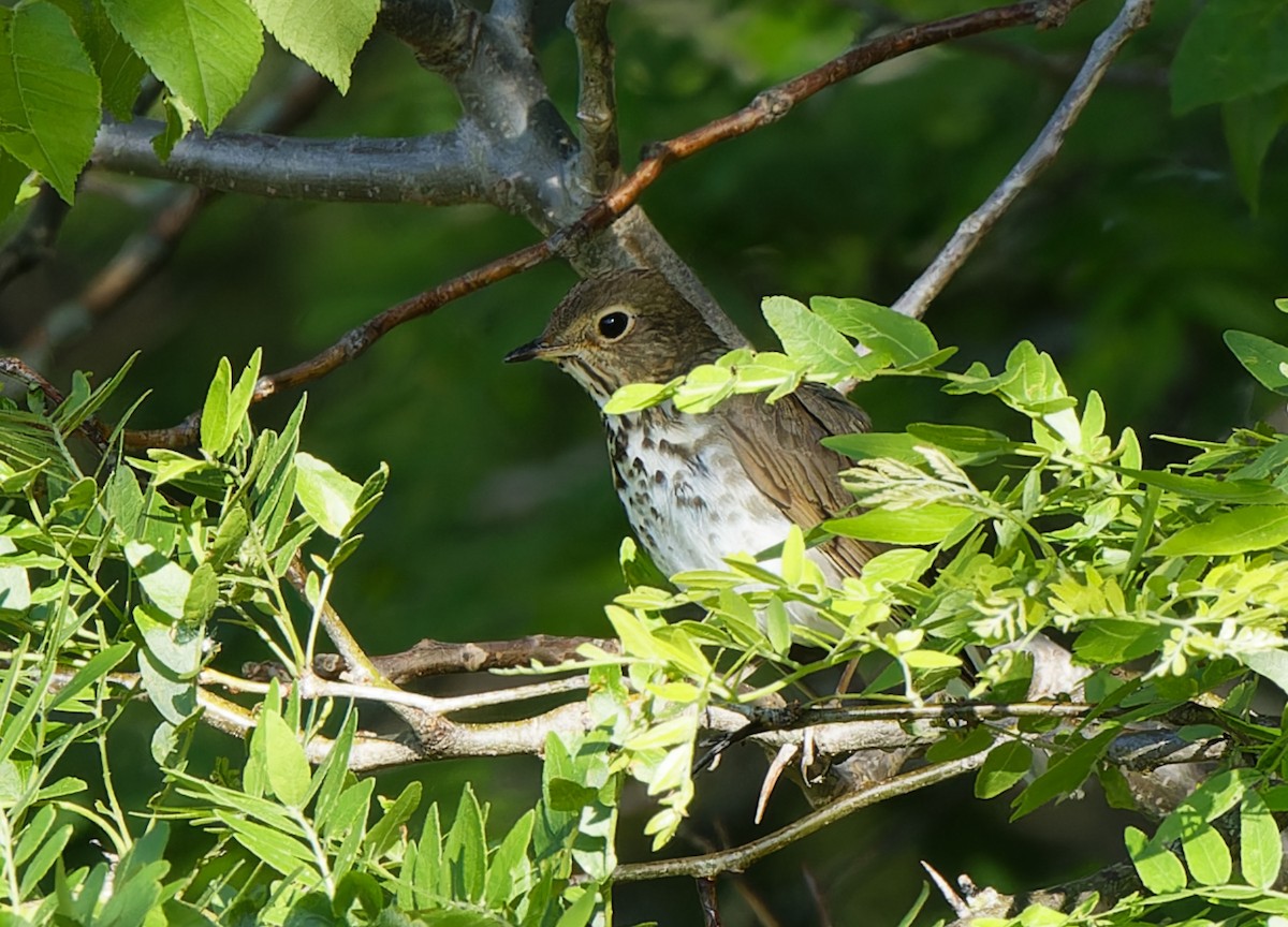 Swainson's Thrush - Garold Sneegas