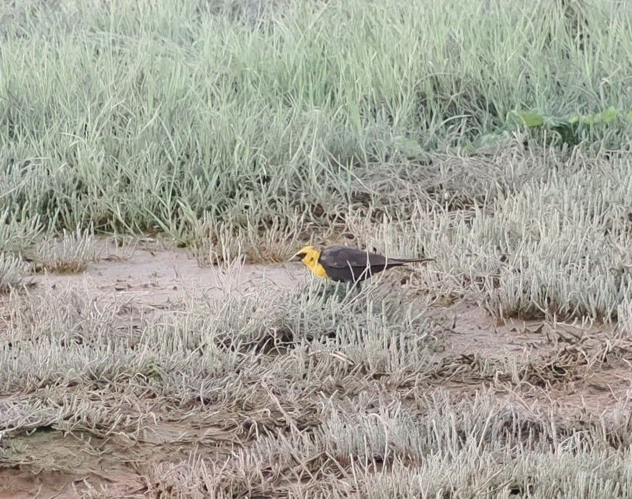 Yellow-headed Blackbird - ML618871150