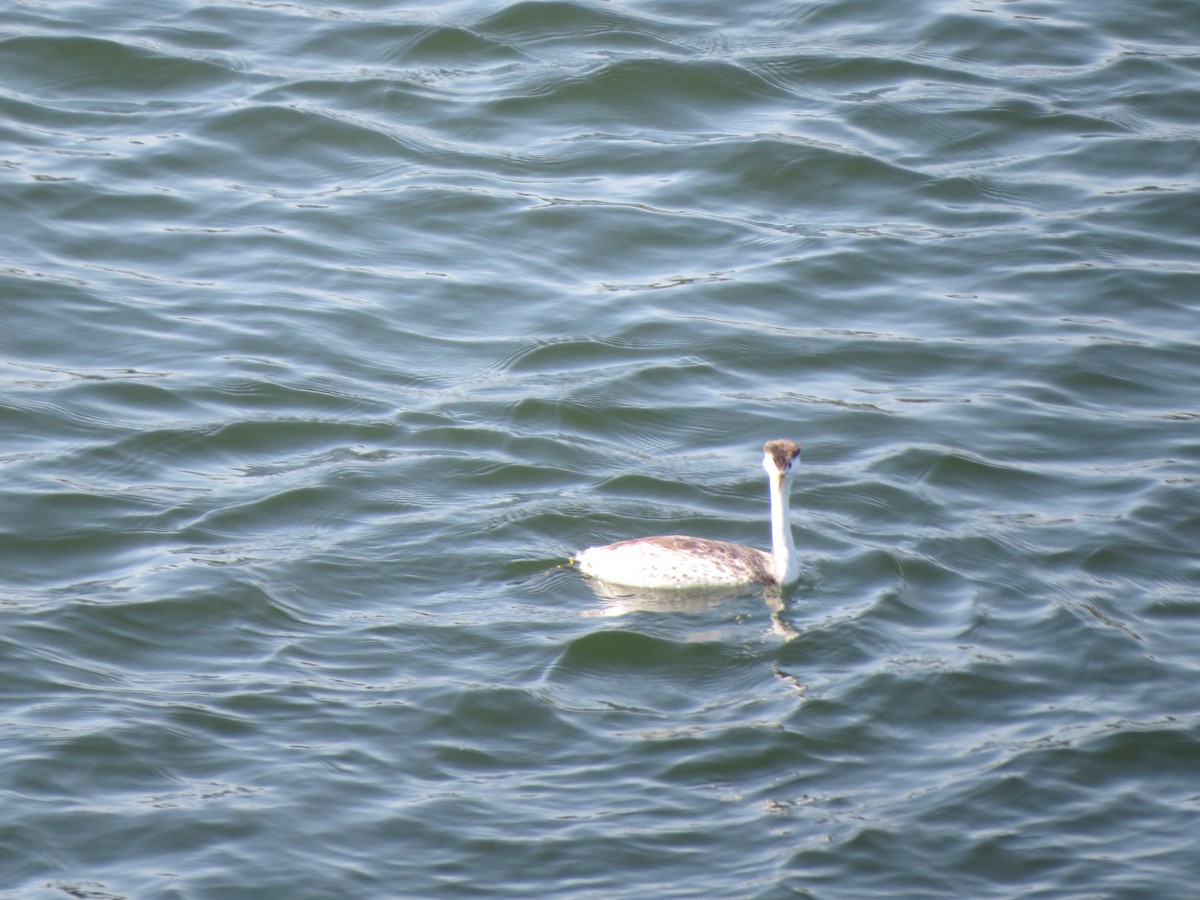 Clark's Grebe - ML618871151