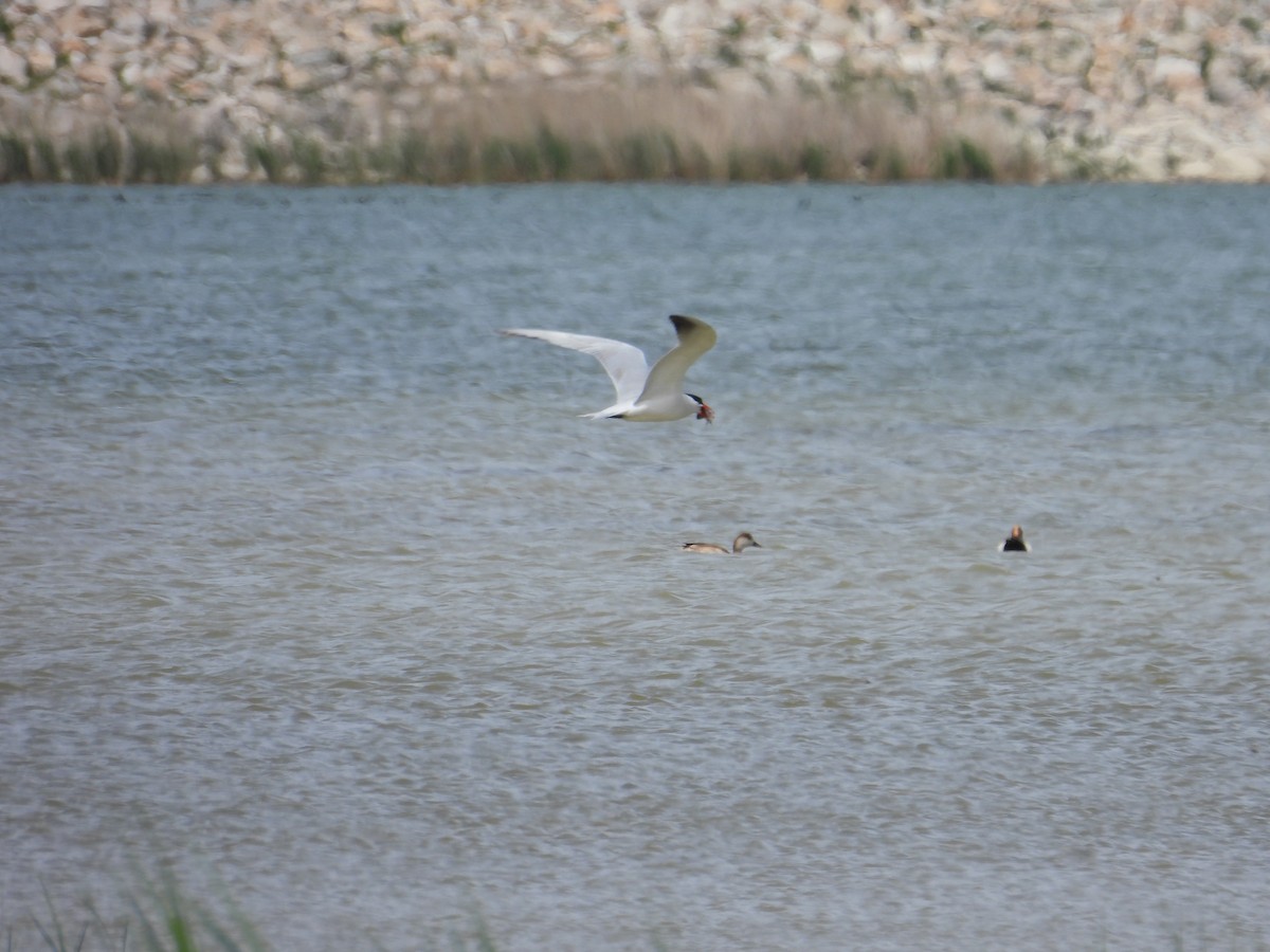 Caspian Tern - Murat Akkaya