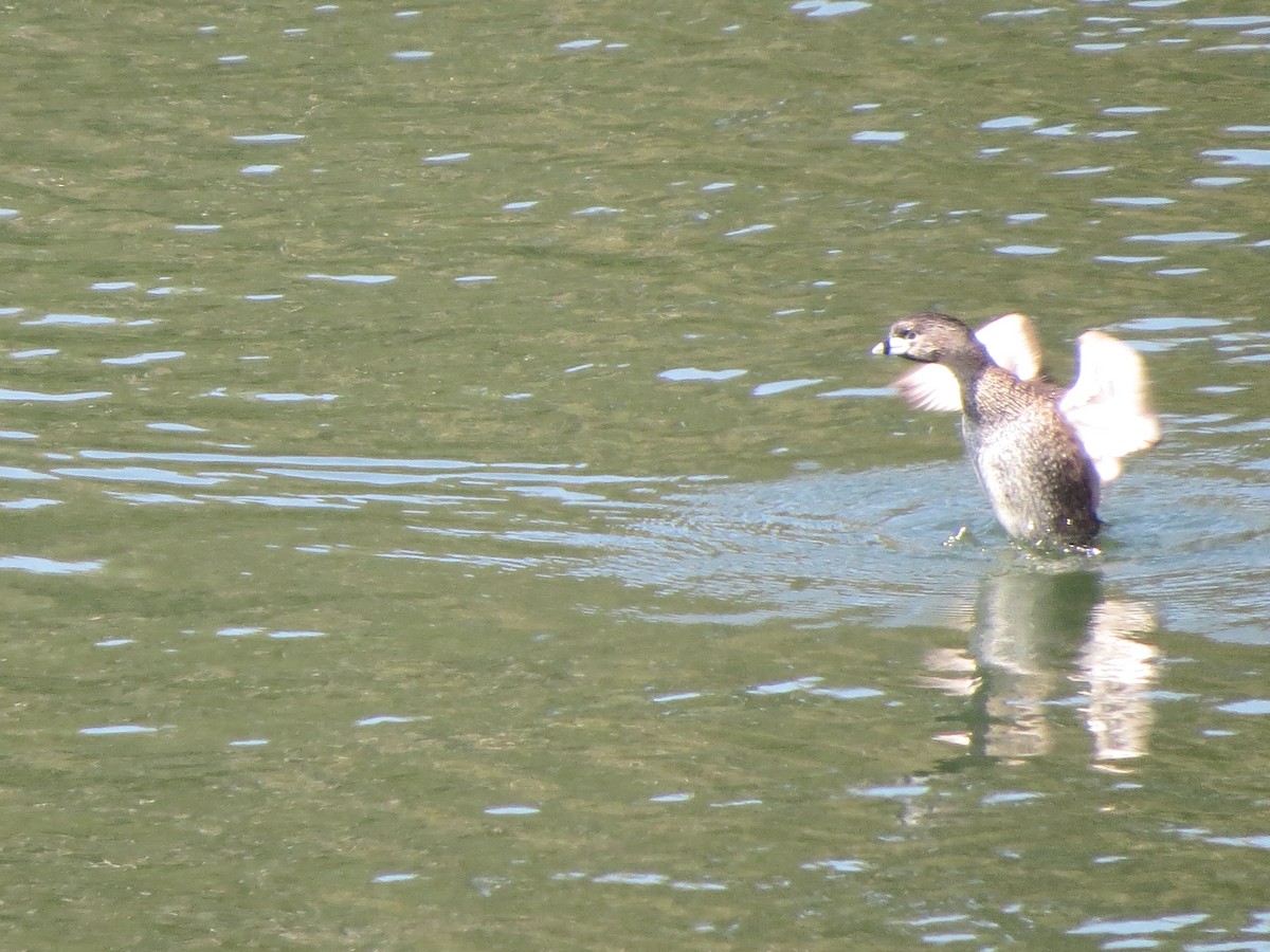 Pied-billed Grebe - ML618871161