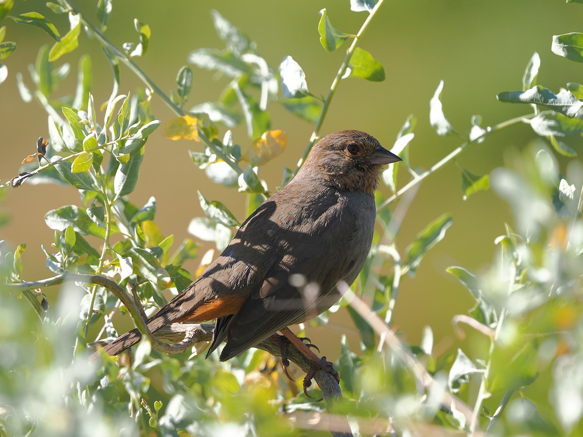 California Towhee - ML618871169