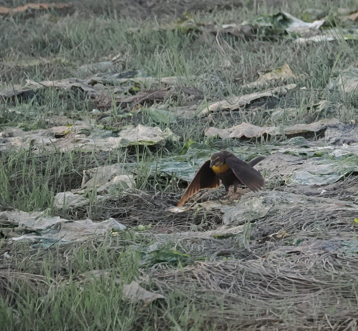 Yellow-headed Blackbird - ML618871172