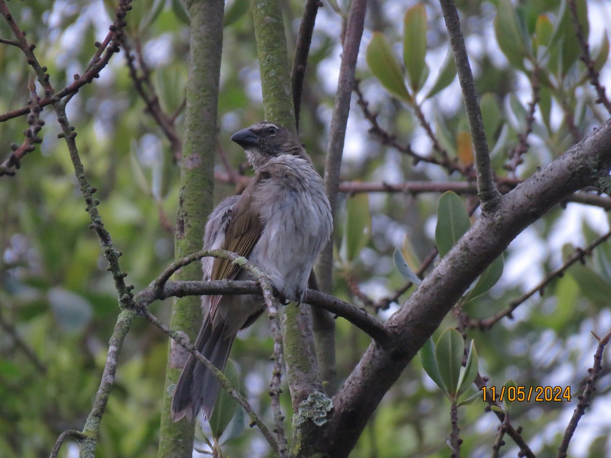 Streaked Saltator - Sirley Andrea Diaz Valencia