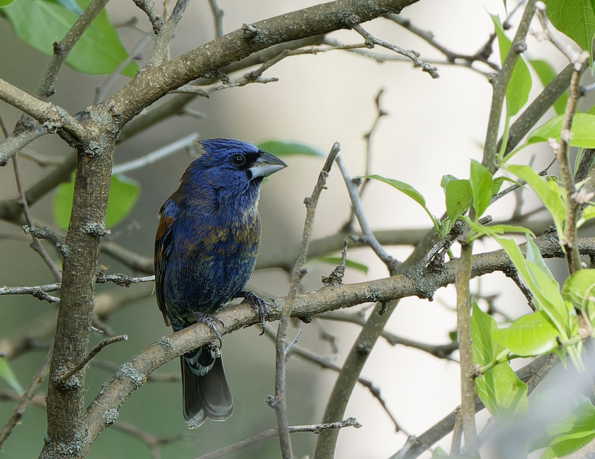 Blue Grosbeak - Garold Sneegas