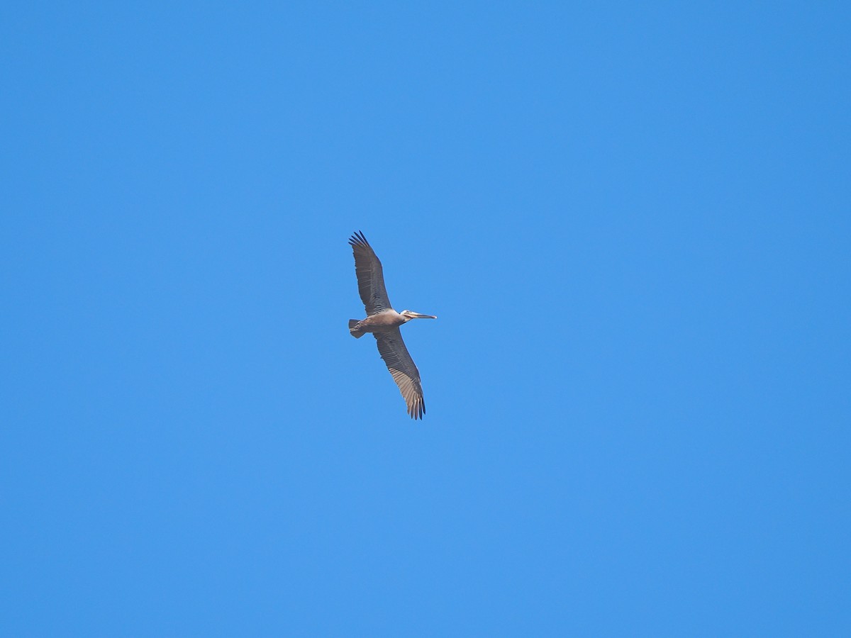 Brown Pelican - ML618871193