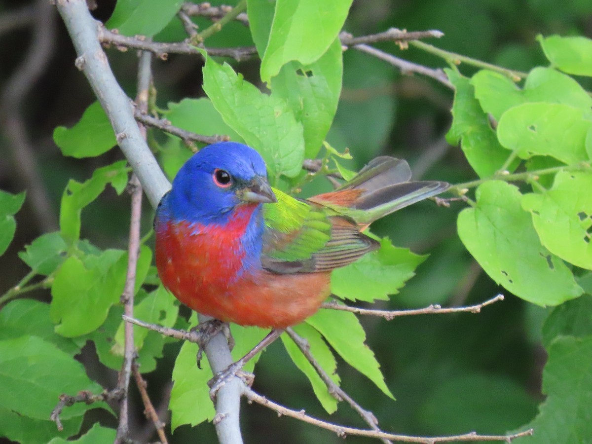 Painted Bunting - ML618871194