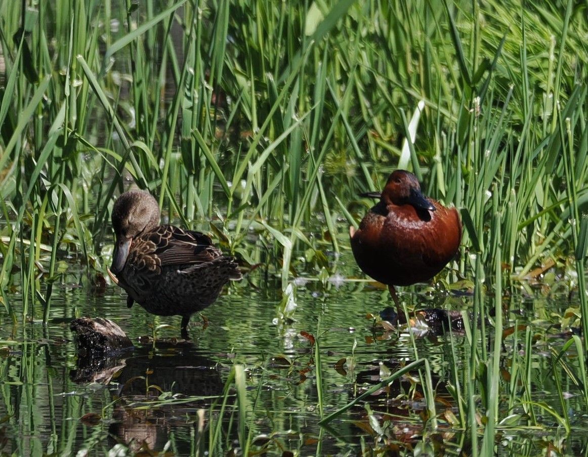 Cinnamon Teal - Kseniya Efremova