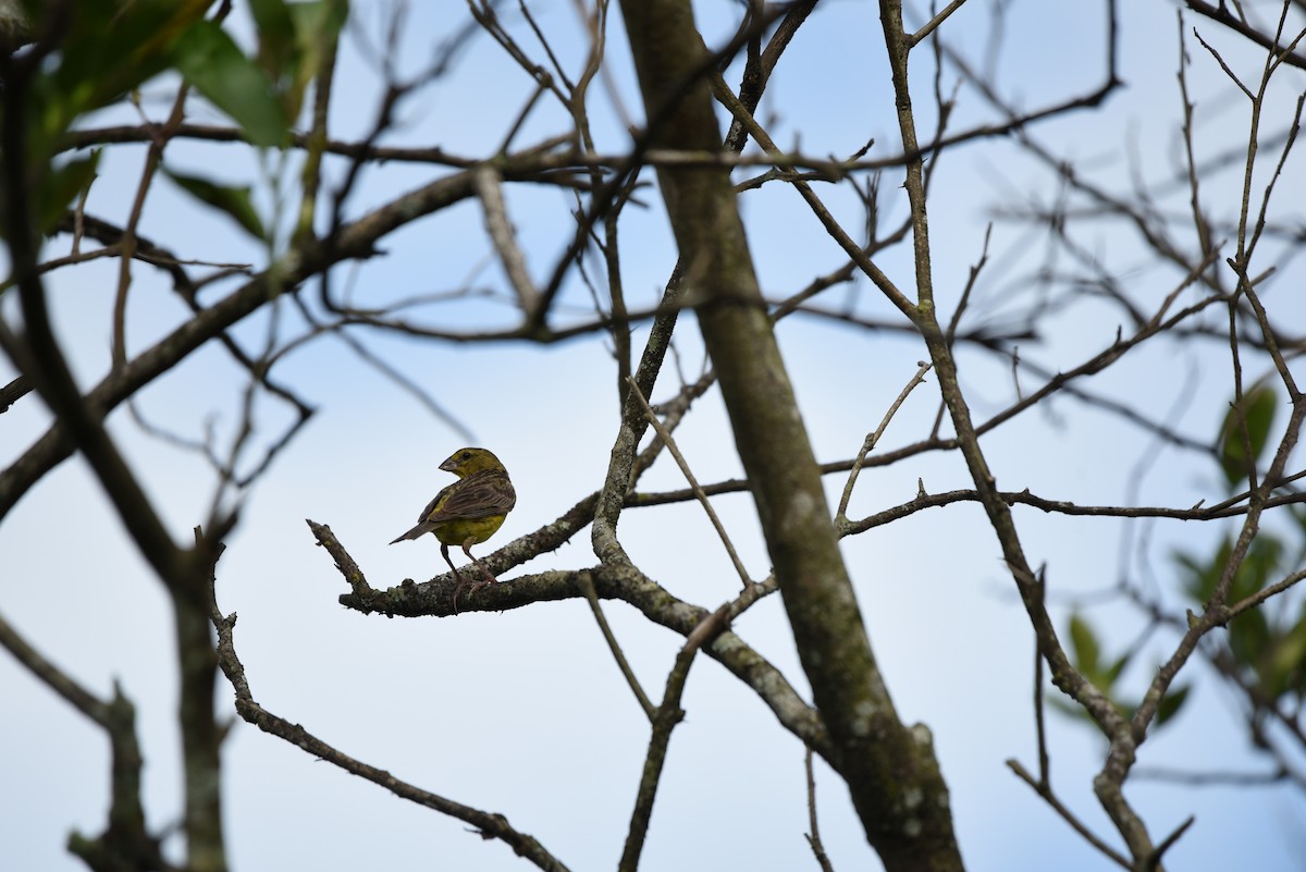 Grassland Yellow-Finch - ML618871198