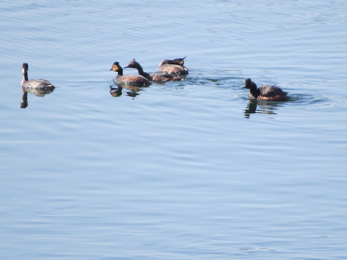 Eared Grebe - GLORIA GWYNNE