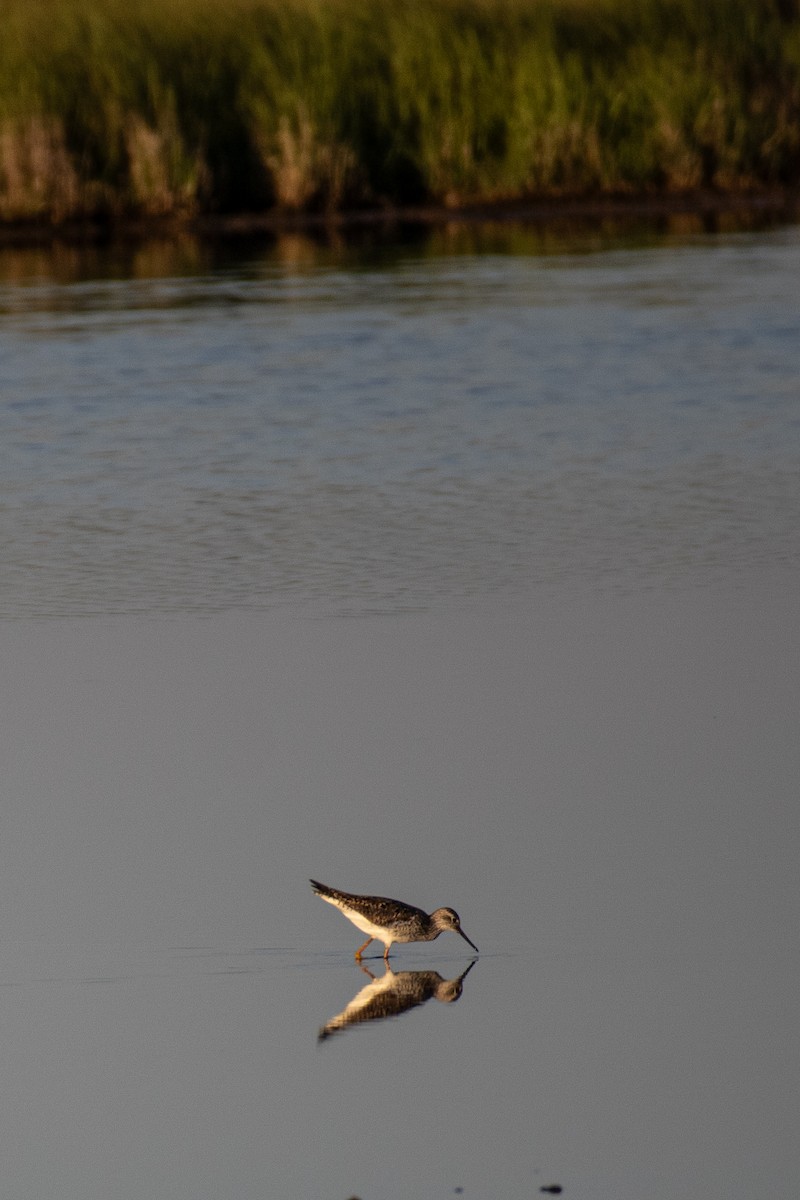 Greater Yellowlegs - Jacob Hoyle