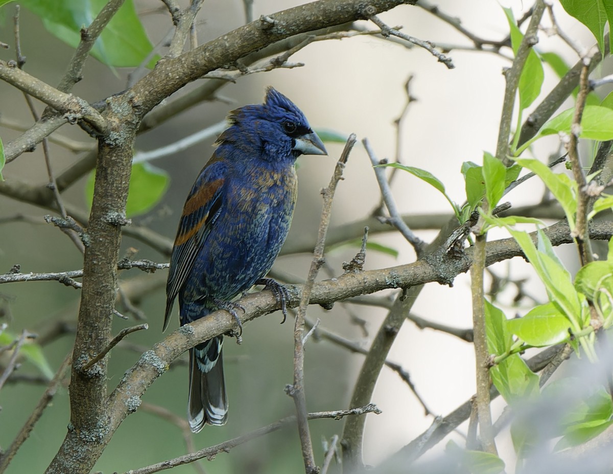 Blue Grosbeak - Garold Sneegas