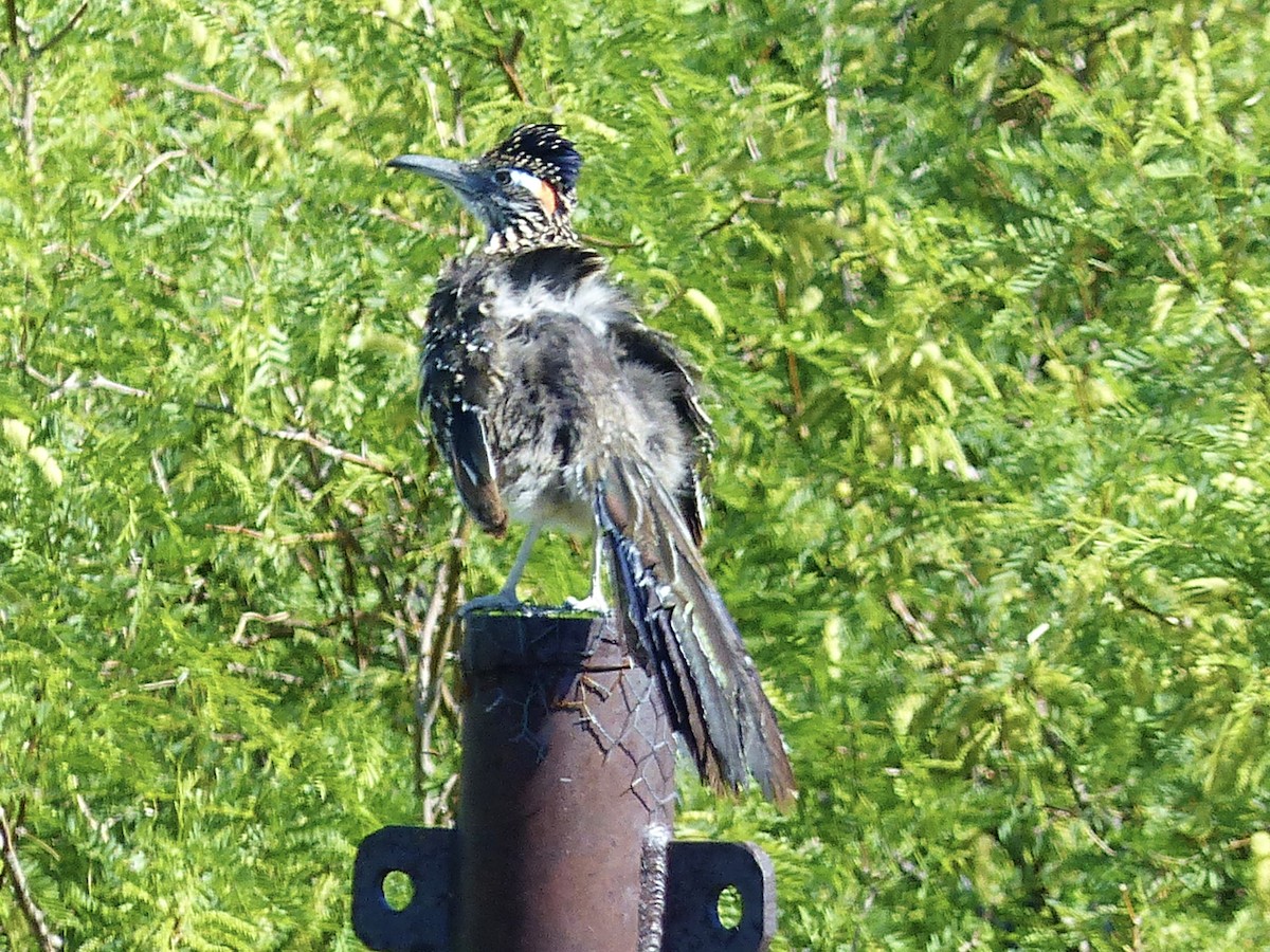 Greater Roadrunner - ML618871221