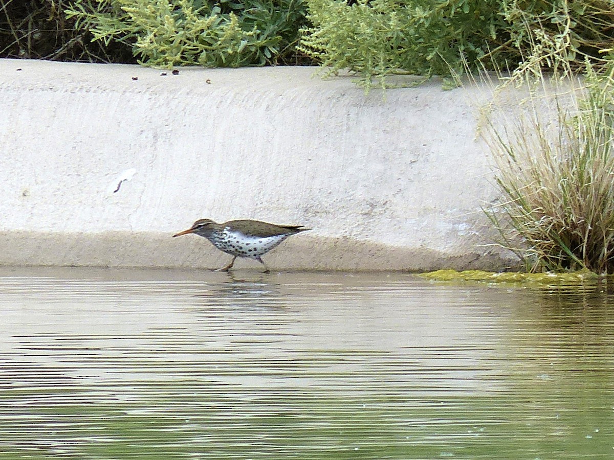 Spotted Sandpiper - Sonya Wilson