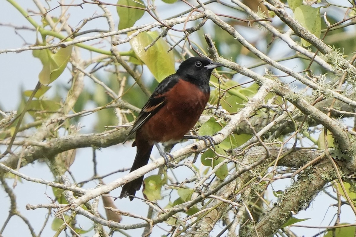 Orchard Oriole - Tom Cassaro