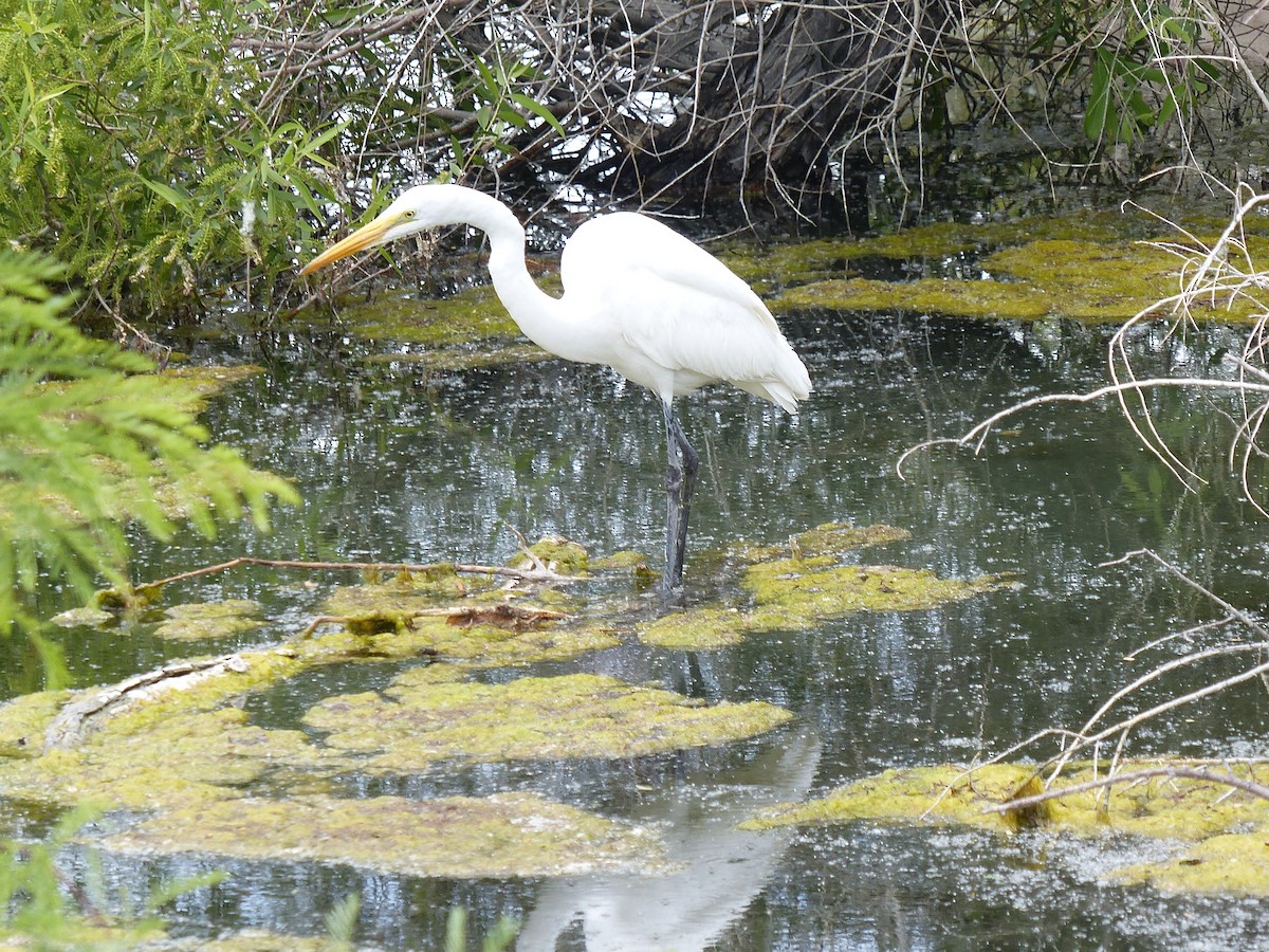 Great Egret - Sonya Wilson