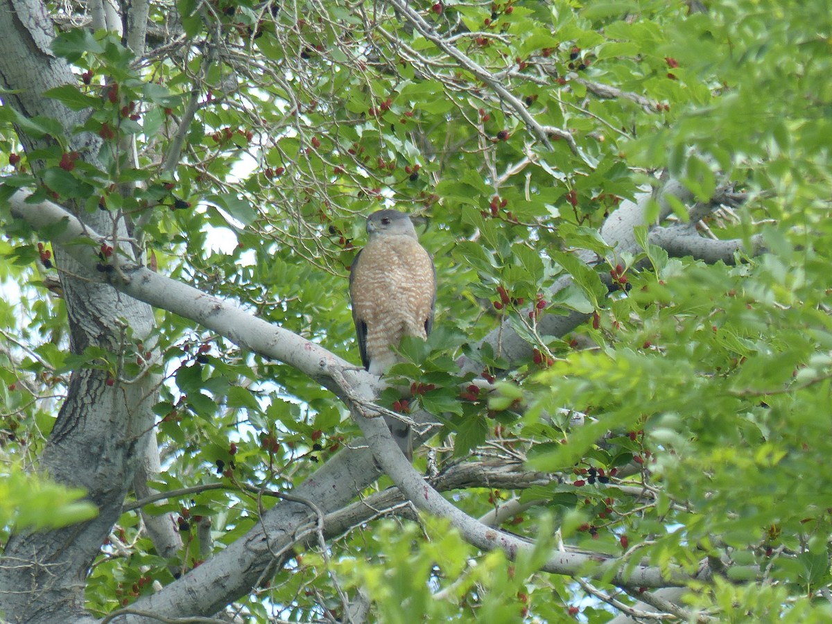 Cooper's Hawk - Sonya Wilson