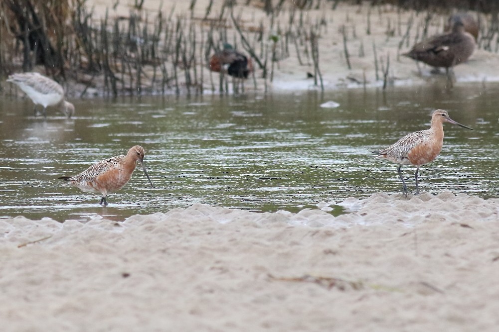 Bar-tailed Godwit - Paul Lynch