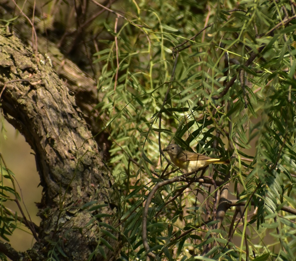 American Redstart - Angelina Martínez