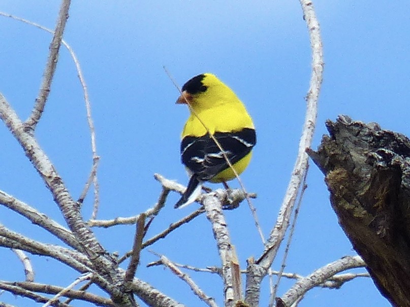 American Goldfinch - ML618871272