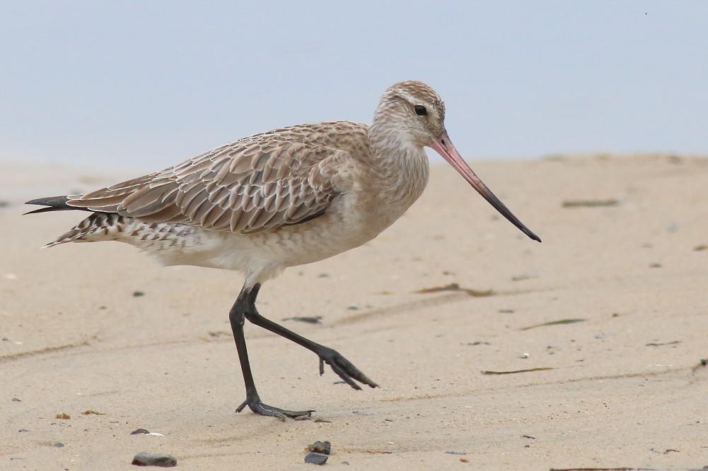 Bar-tailed Godwit - Paul Lynch