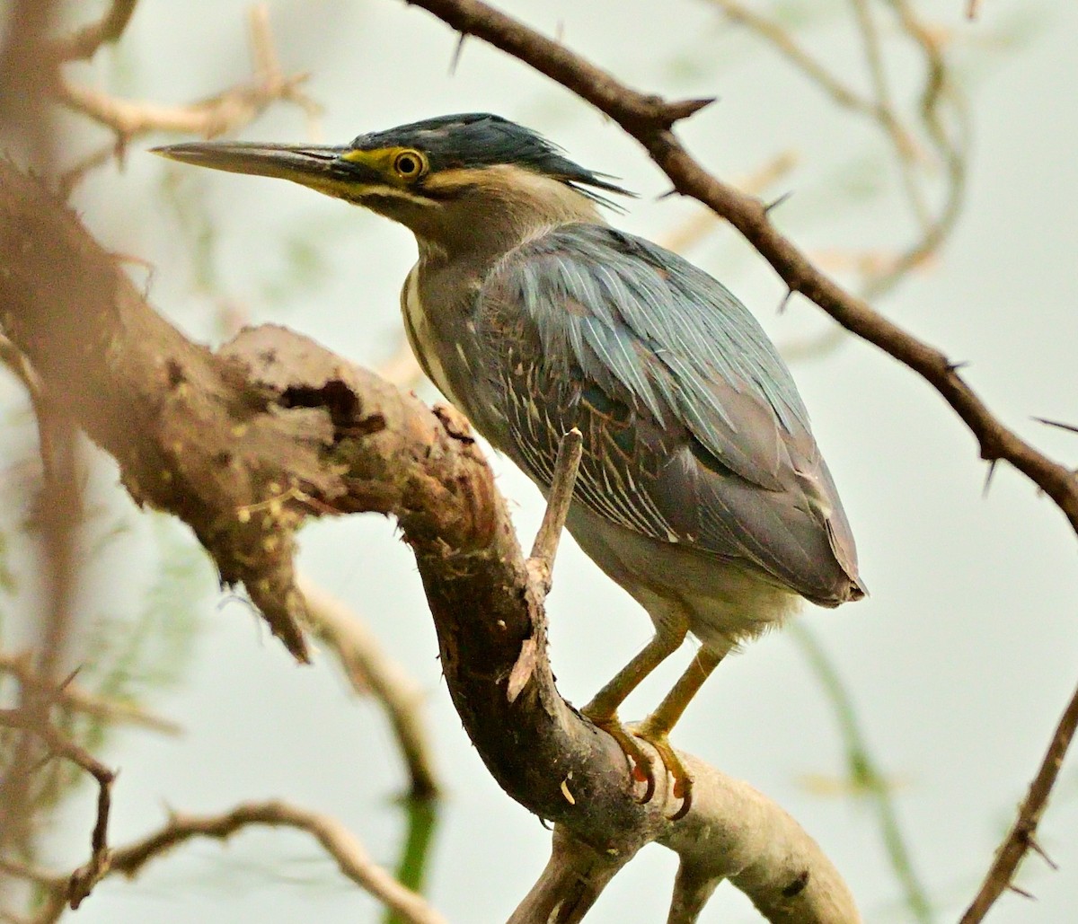 Striated Heron - Raj Kumar Shiwani