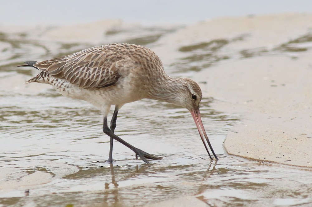 Bar-tailed Godwit - Paul Lynch