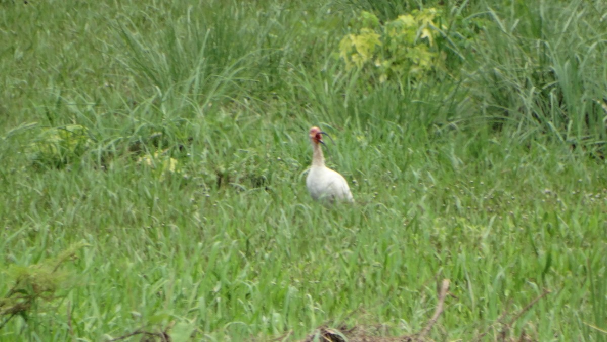ibis bílý - ML618871288