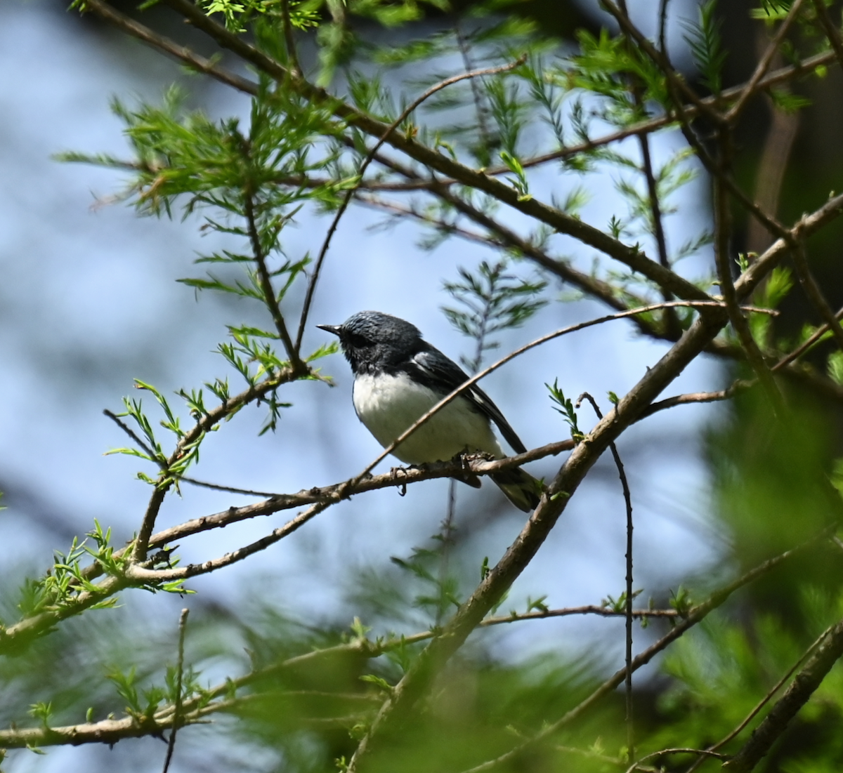 Black-throated Blue Warbler - Andrea Trigueros