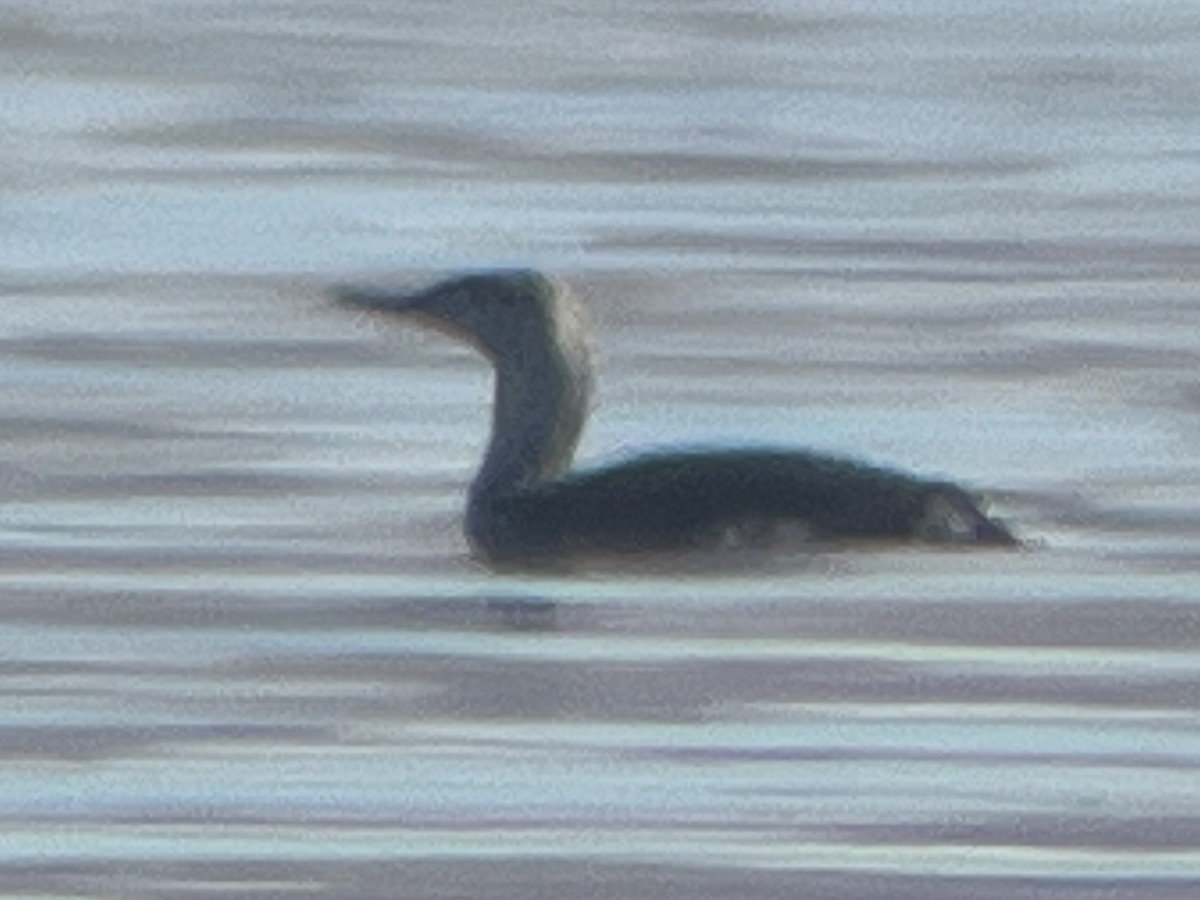 Red-throated Loon - ML618871307
