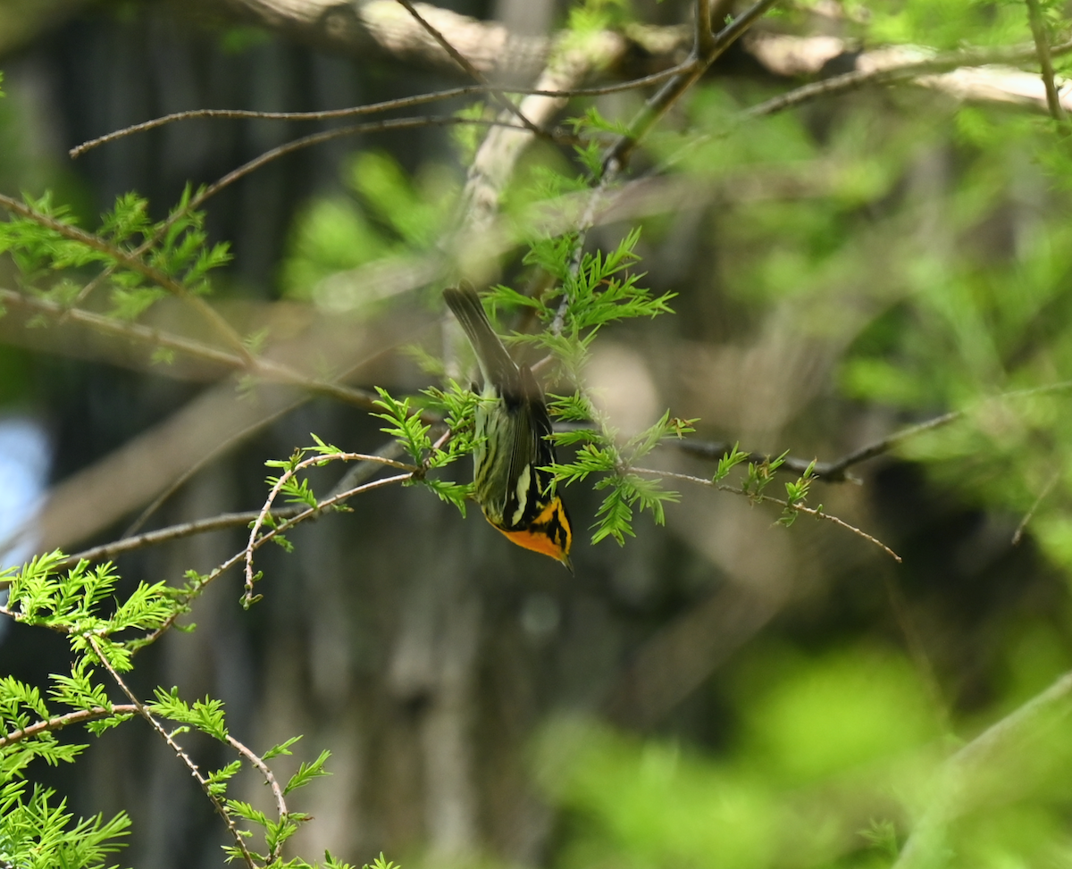 Blackburnian Warbler - Andrea Trigueros