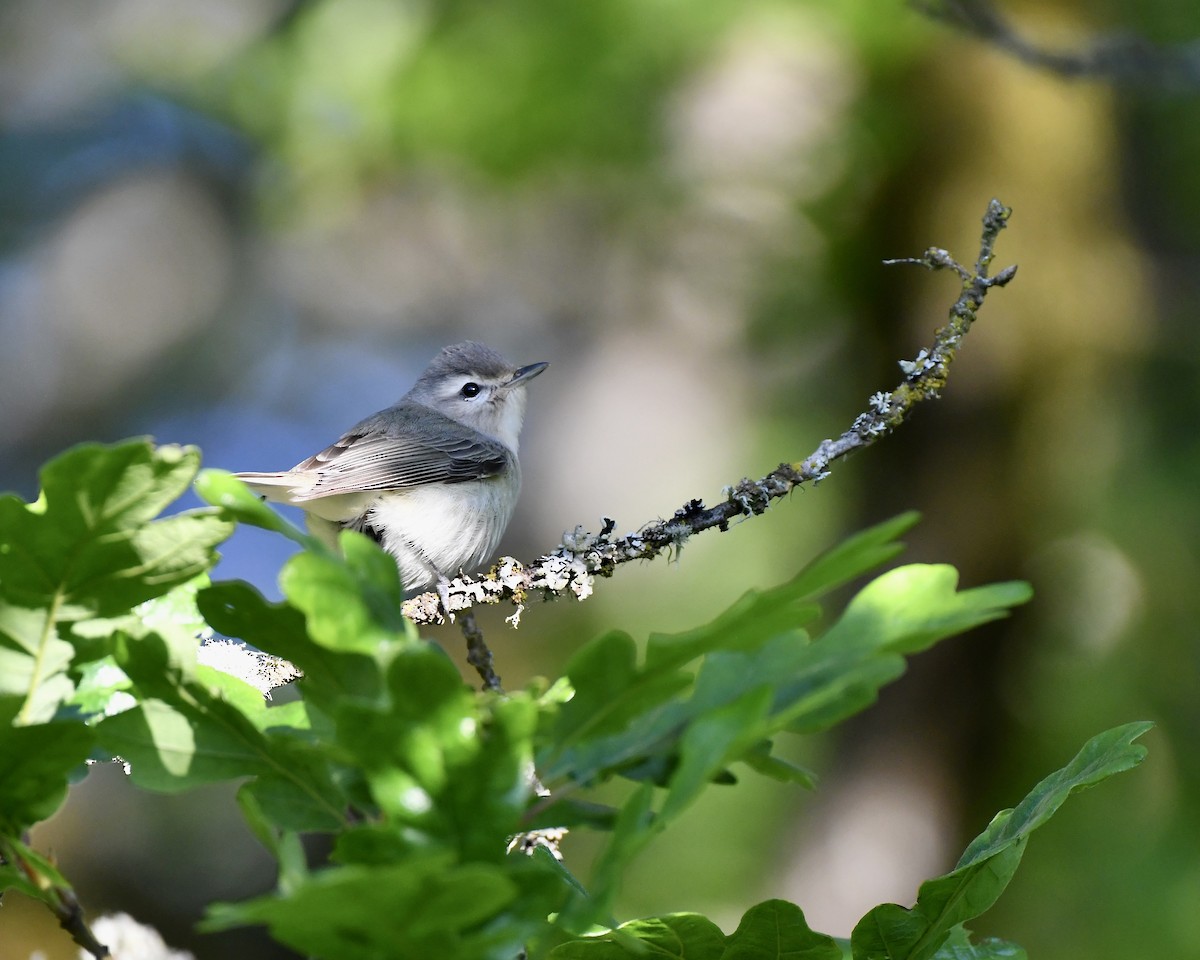 Warbling Vireo - Tom Myers