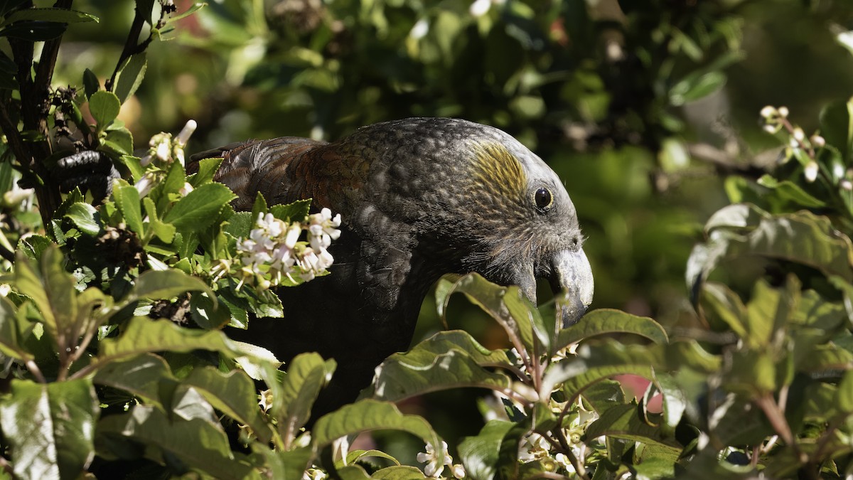 New Zealand Kaka - ML618871334