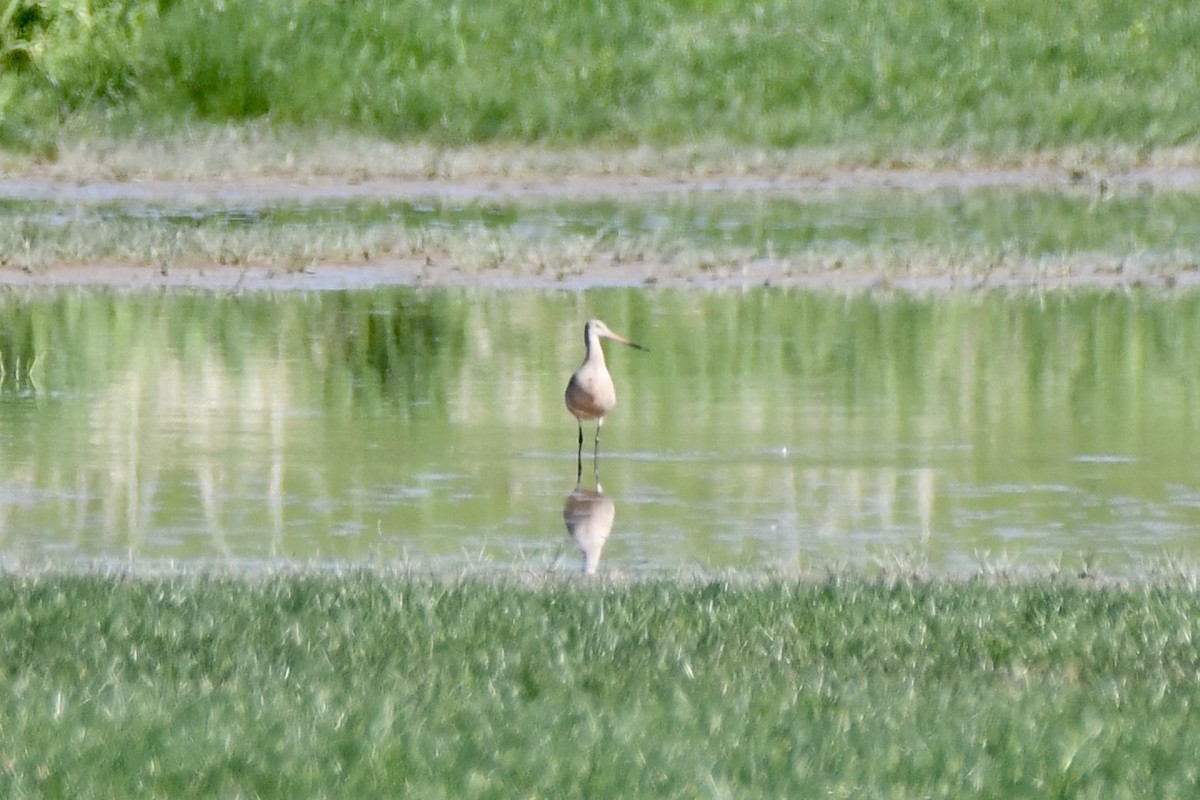 Marbled Godwit - Tom Myers