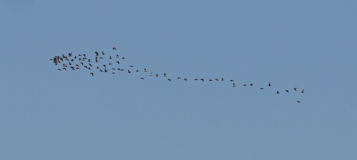 Short-billed/Long-billed Dowitcher - Gordon Hart