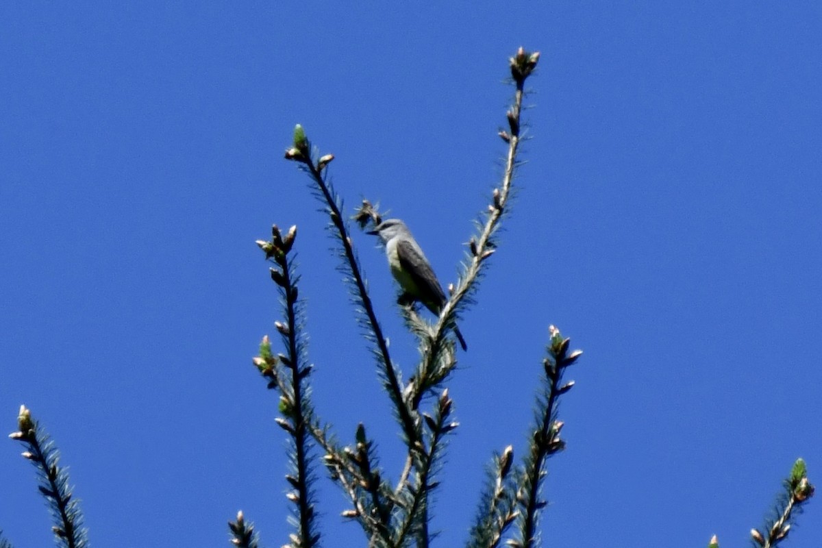 Western Kingbird - Tom Myers