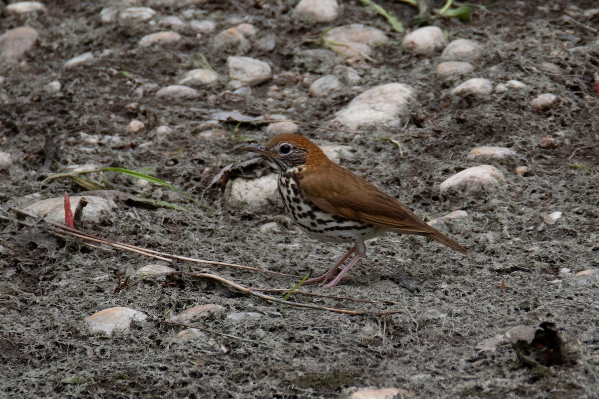 Walddrossel - ML618871394