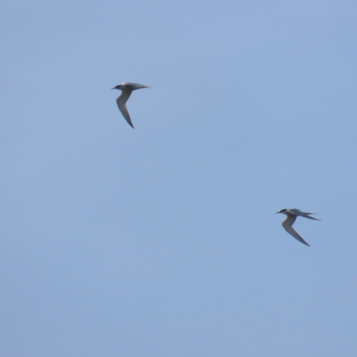 Common Tern - Richard Fleming