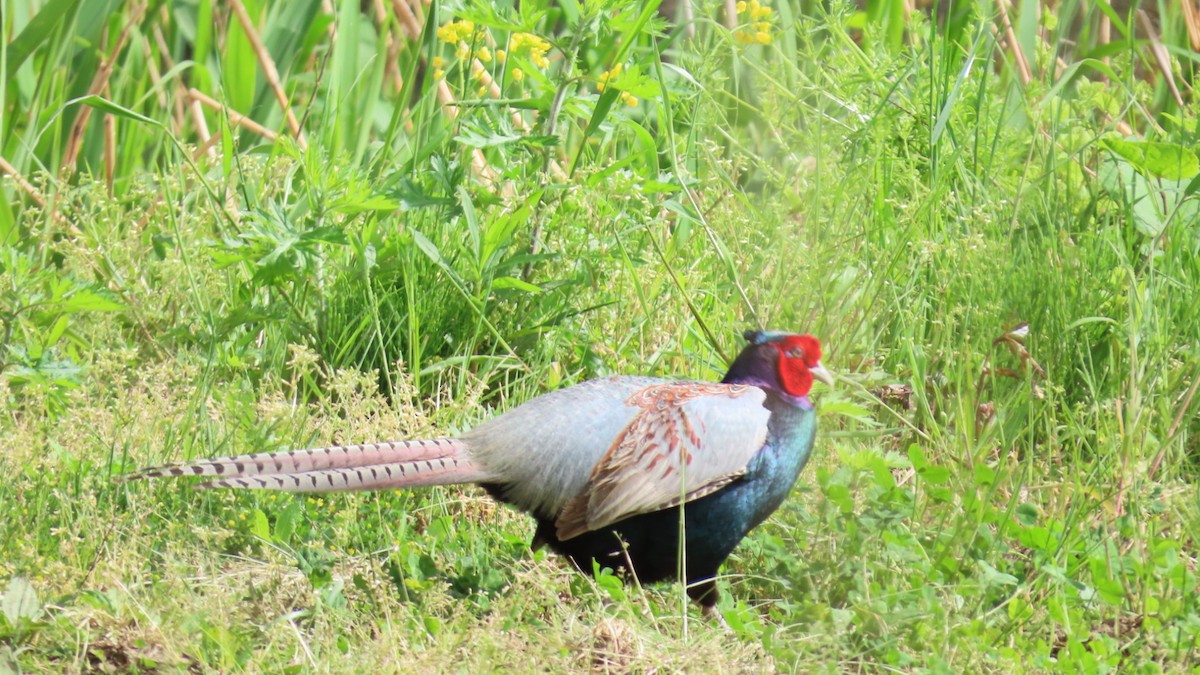 Green Pheasant - YUKIKO ISHIKAWA