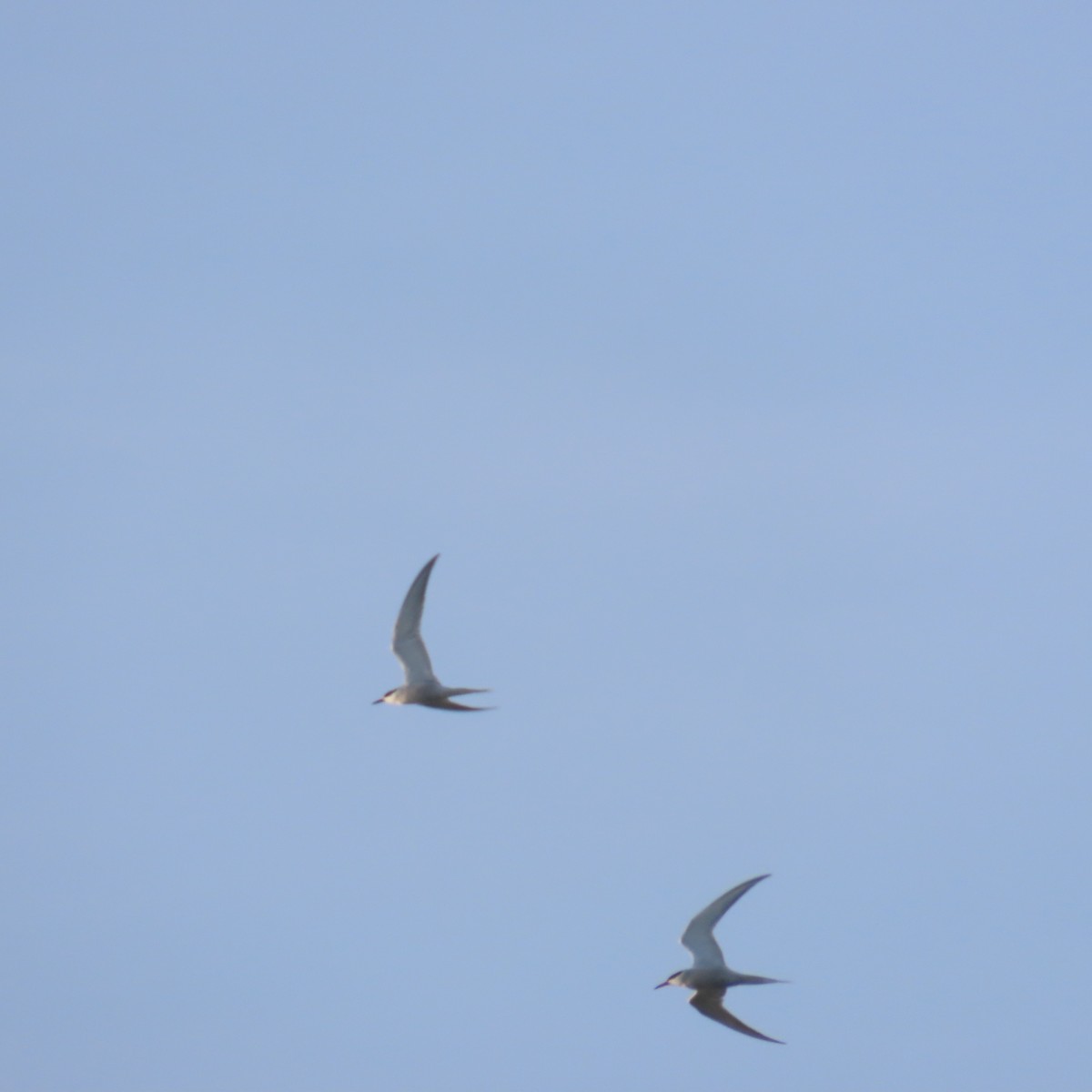 Common Tern - Richard Fleming