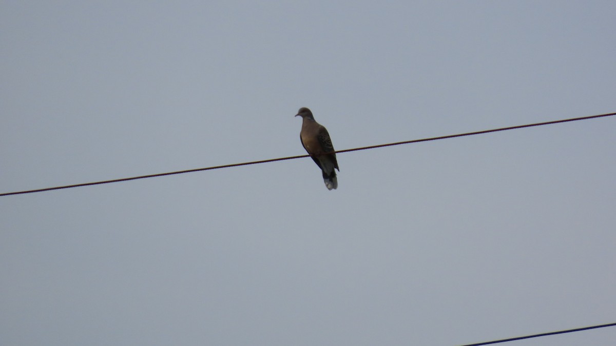 Oriental Turtle-Dove - YUKIKO ISHIKAWA