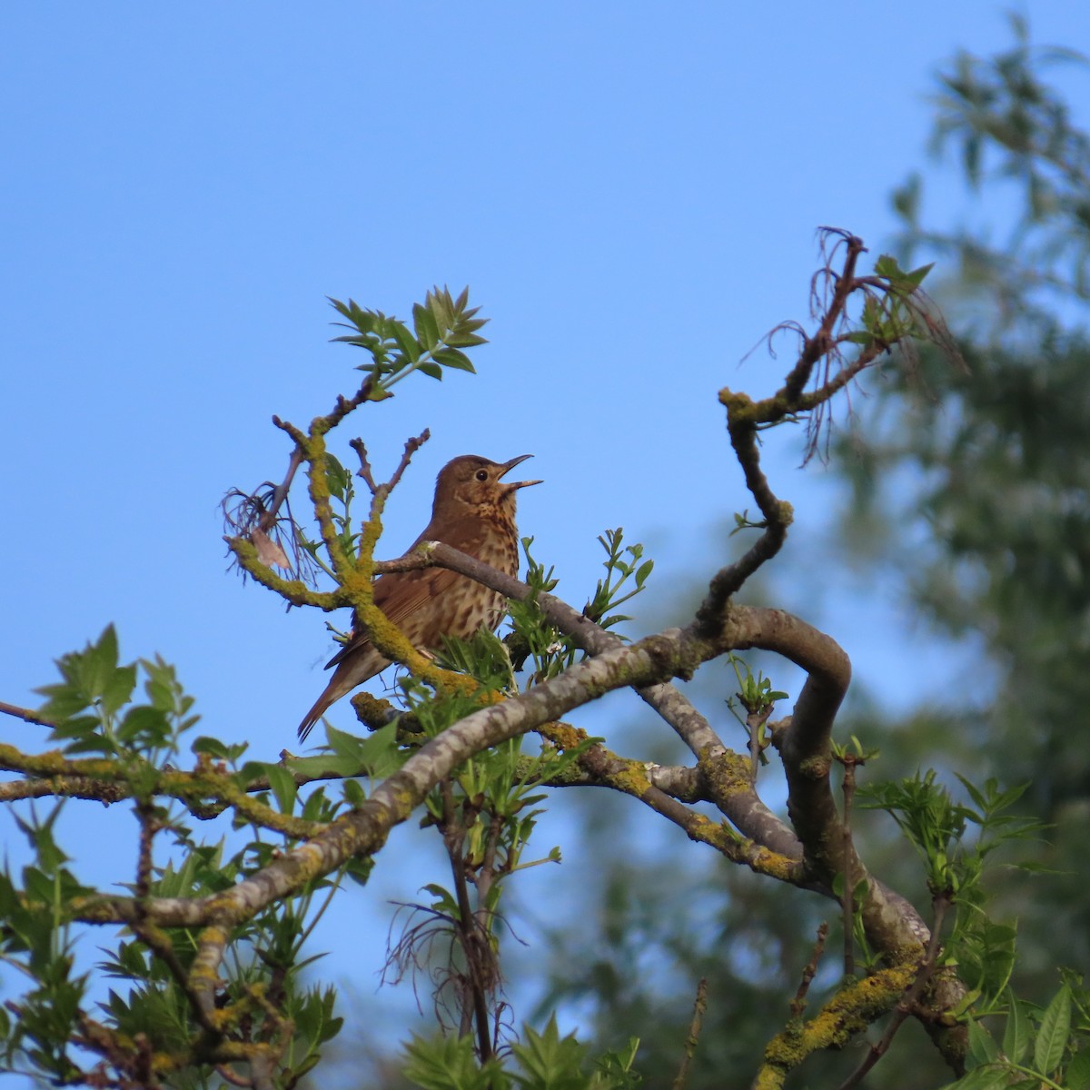 Song Thrush - Richard Fleming