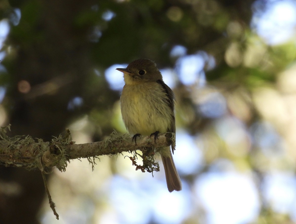 Western Flycatcher - Lola Ross