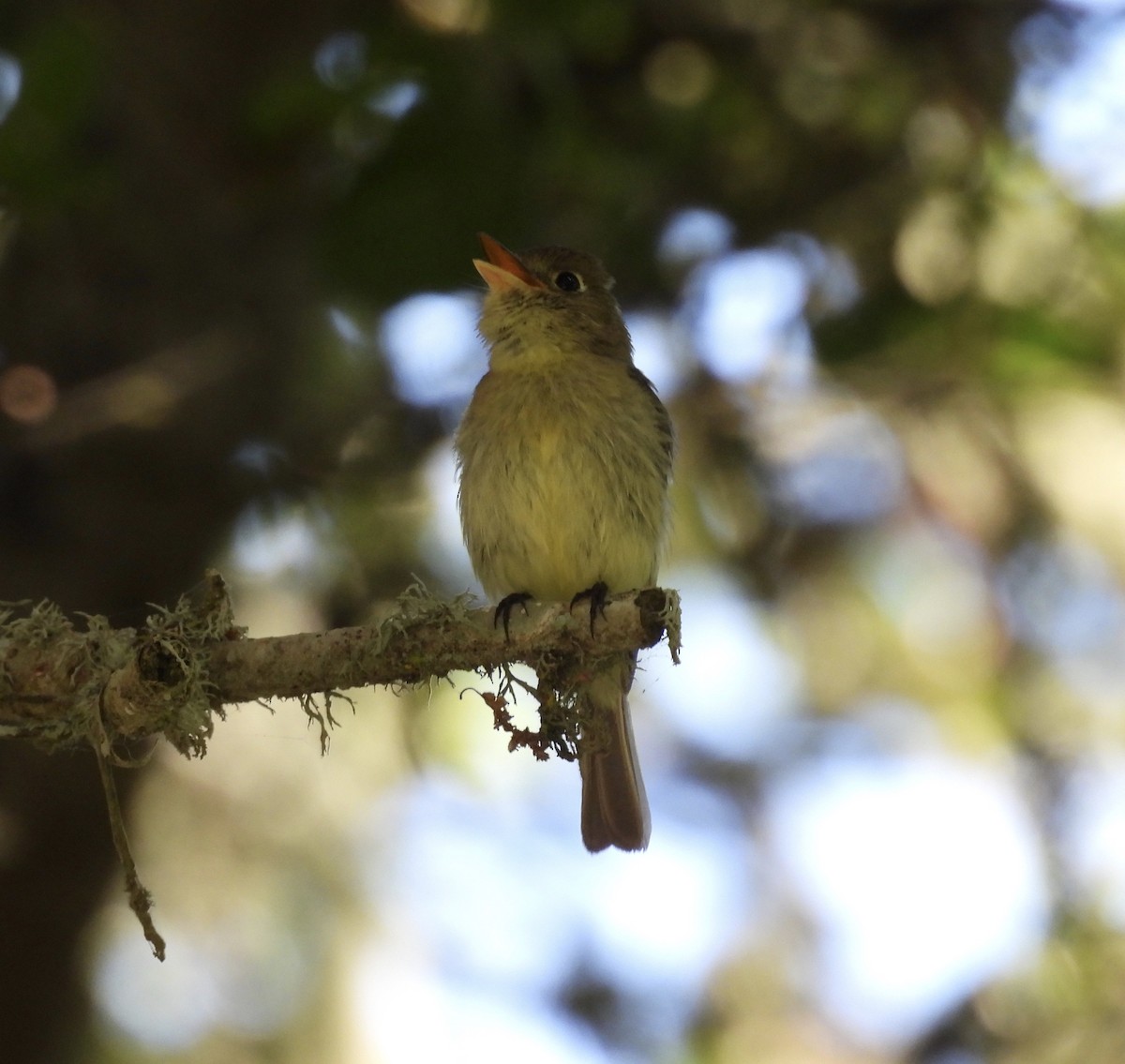 Western Flycatcher - ML618871426