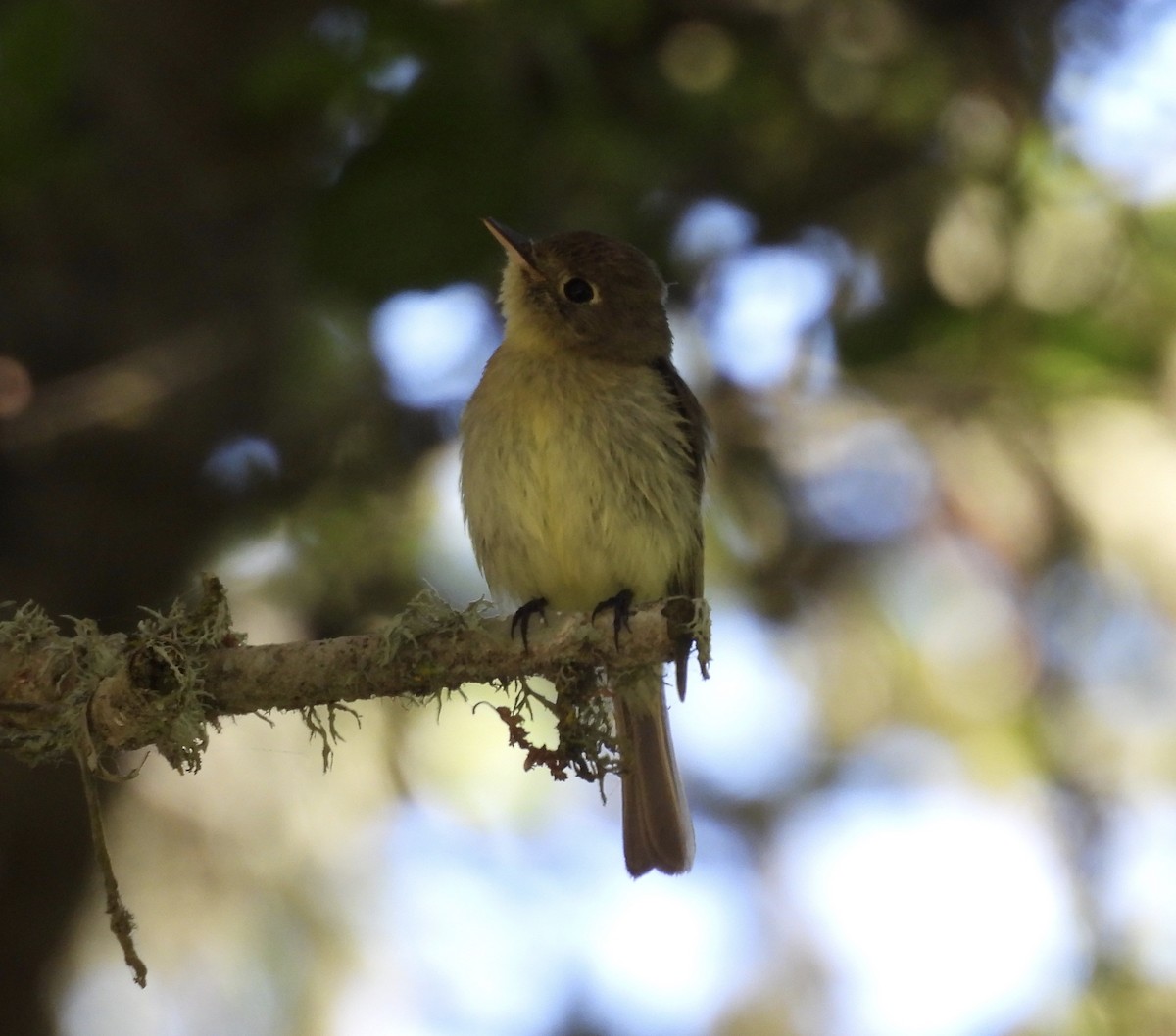 Western Flycatcher - Lola Ross